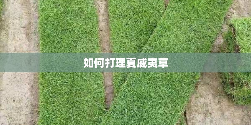 如何打理夏威夷草