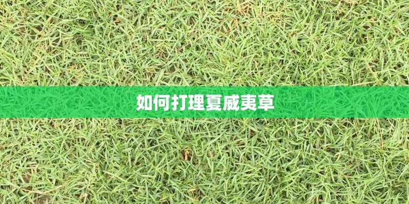 如何打理夏威夷草