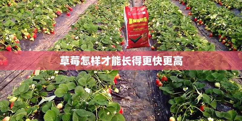 草莓怎样才能长得更快更高