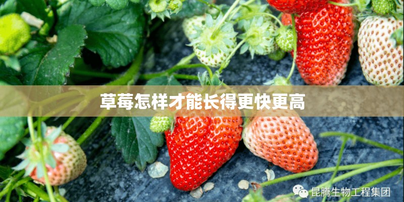 草莓怎样才能长得更快更高