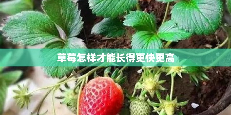 草莓怎样才能长得更快更高