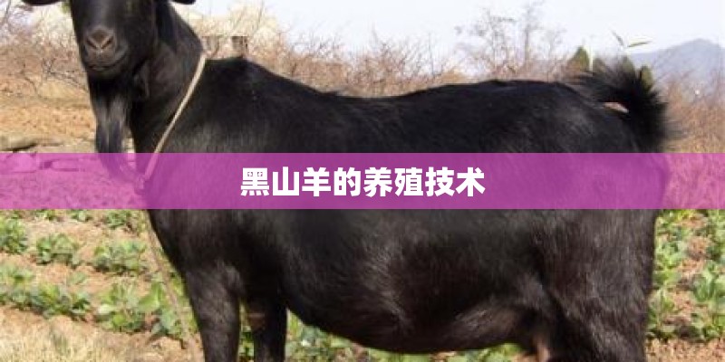 黑山羊的养殖技术