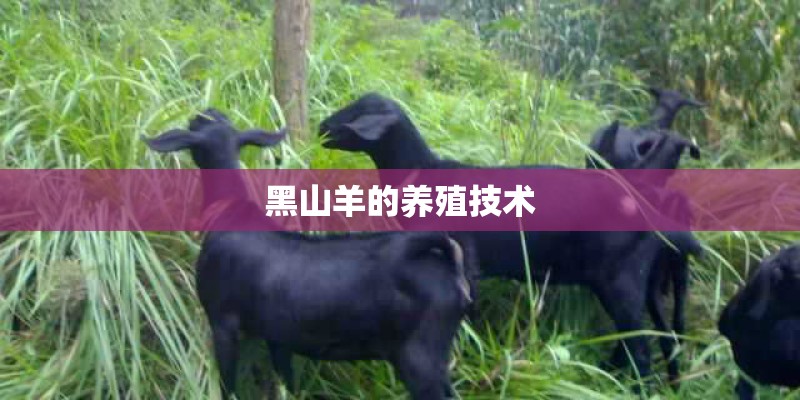 黑山羊的养殖技术