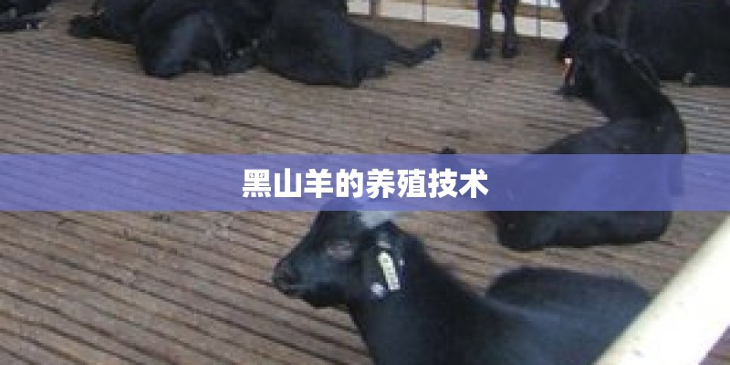 黑山羊的养殖技术