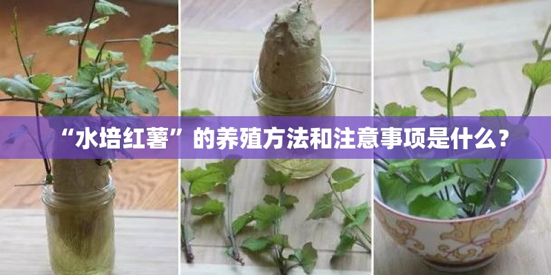 “水培红薯”的养殖方法和注意事项是什么？