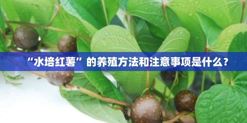 “水培红薯”的养殖方法和注意事项是什么？