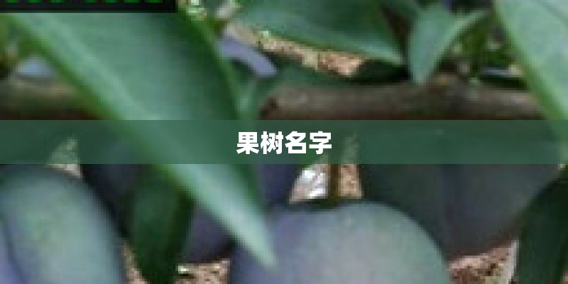 果树名字