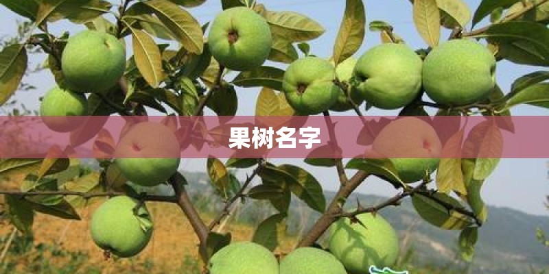 果树名字