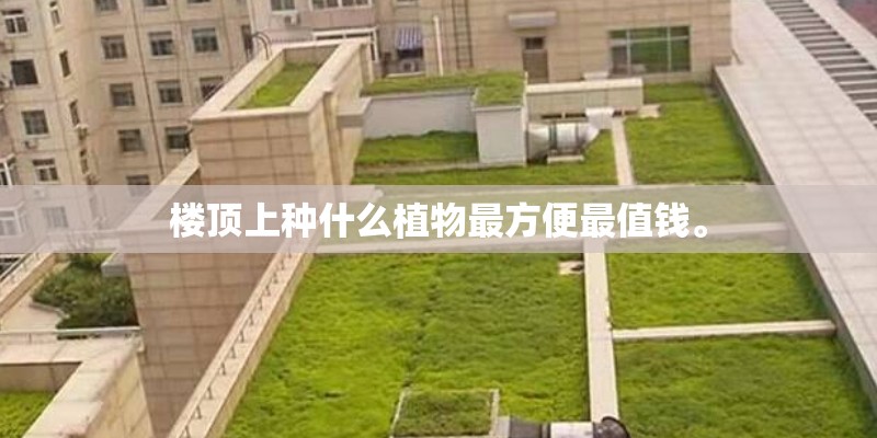 楼顶上种什么植物最方便最值钱。