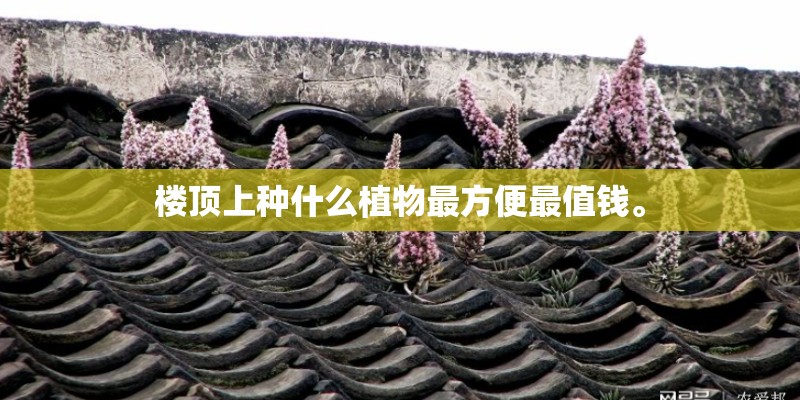 楼顶上种什么植物最方便最值钱。