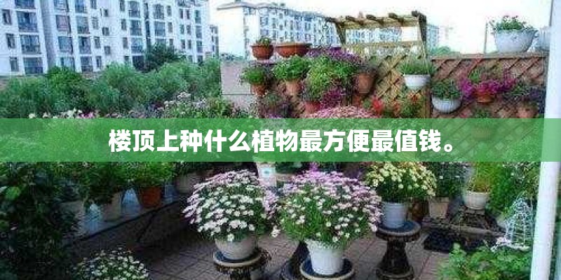 楼顶上种什么植物最方便最值钱。