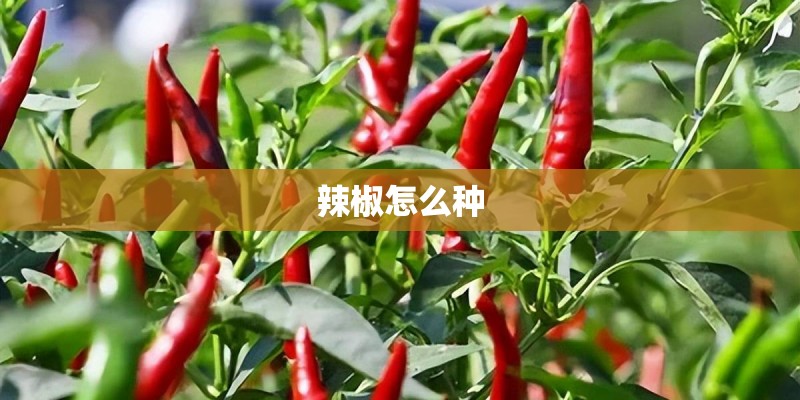 辣椒怎么种