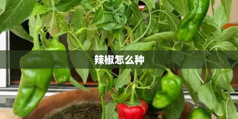 辣椒怎么种