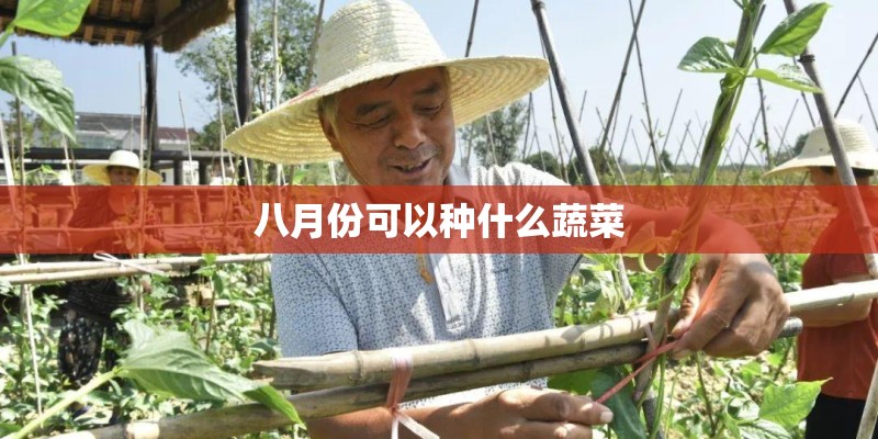 八月份可以种什么蔬菜