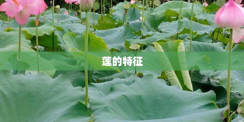 莲的特征