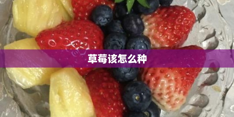 草莓该怎么种