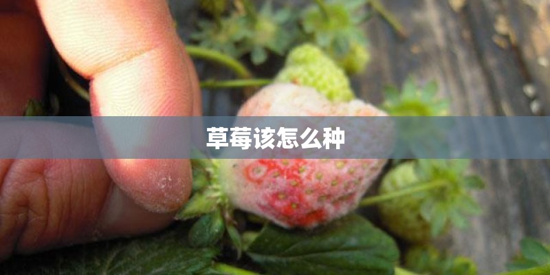 草莓该怎么种