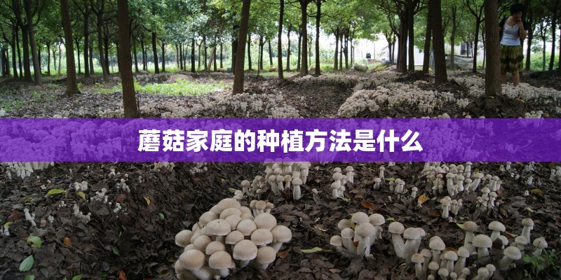 蘑菇家庭的种植方法是什么