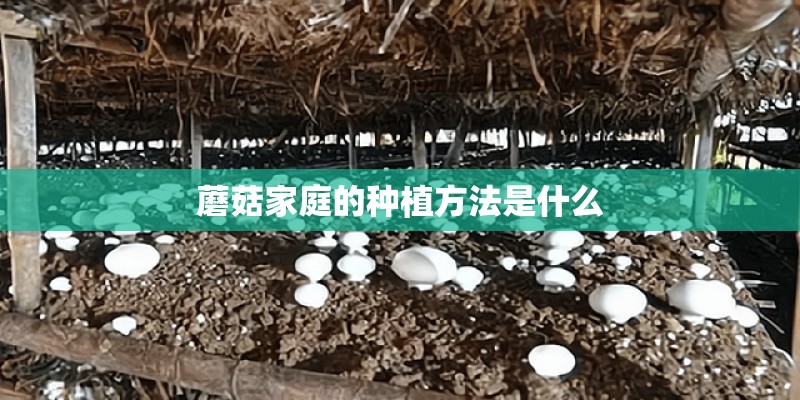 蘑菇家庭的种植方法是什么