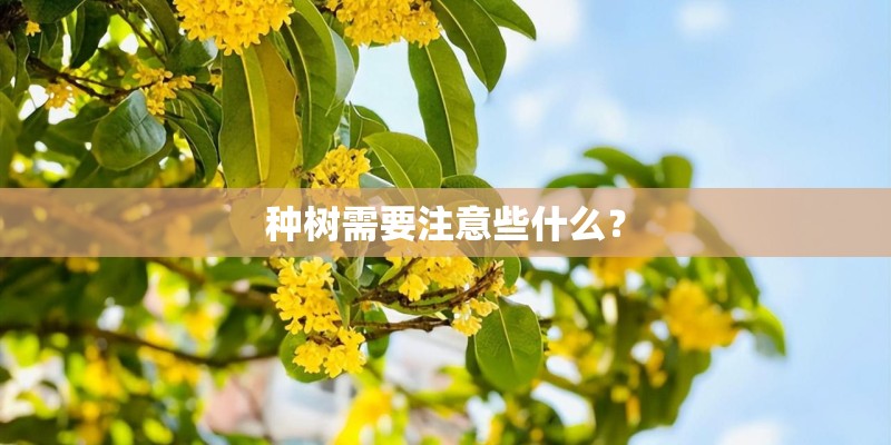 种树需要注意些什么？