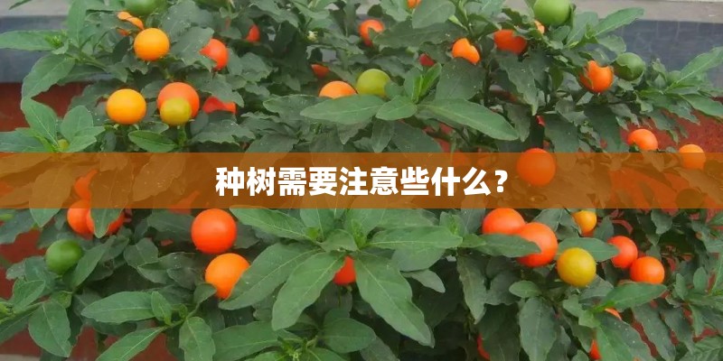 种树需要注意些什么？