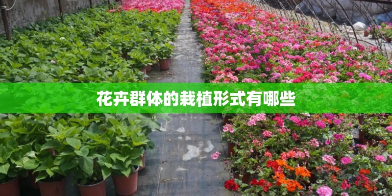 花卉群体的栽植形式有哪些