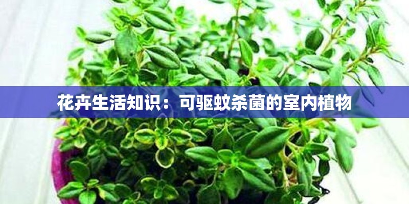 花卉生活知识：可驱蚊杀菌的室内植物