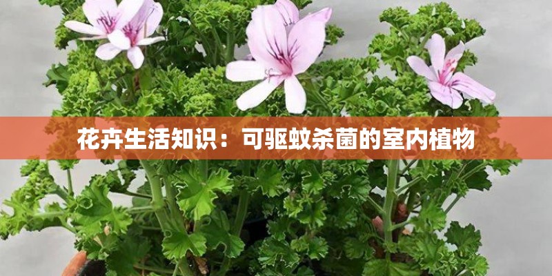 花卉生活知识：可驱蚊杀菌的室内植物
