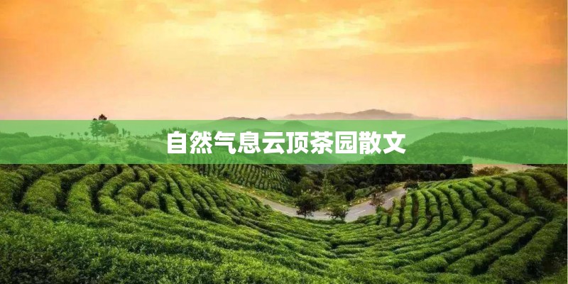 自然气息云顶茶园散文