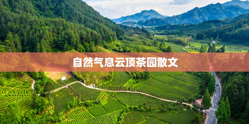 自然气息云顶茶园散文