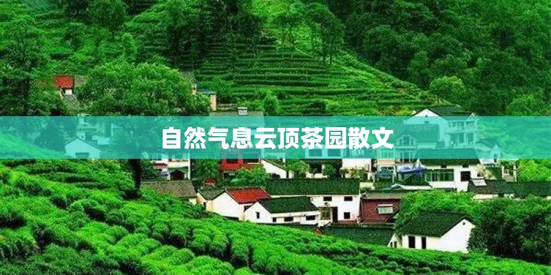 自然气息云顶茶园散文